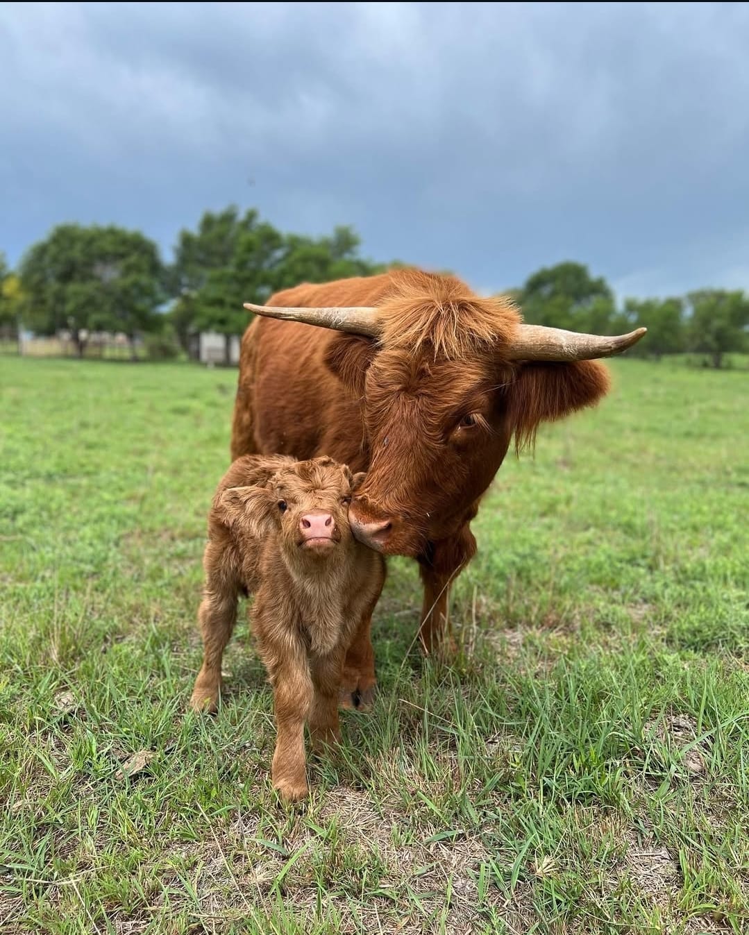 west mini cows for sale 7442493d51ba