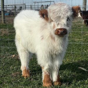 mini cows for sale