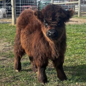 mini cows for sale