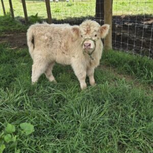 Aspen Mini Highland Bull