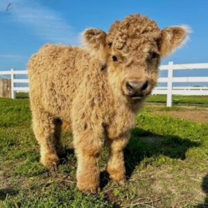 Maple Mini Highland Heifer