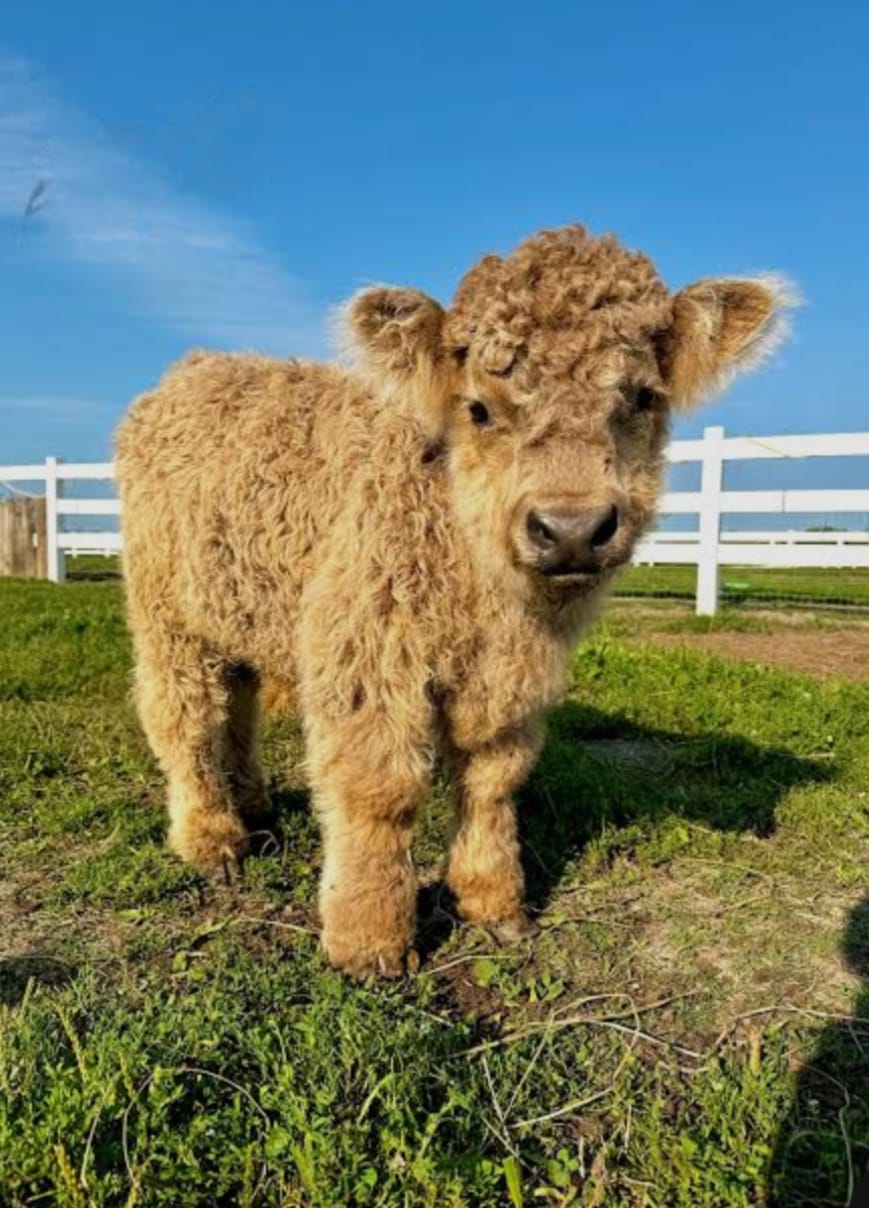 Maple Mini Highland Heifer 1 Maple Mini Highland Heifer