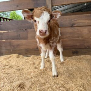 Rosie Mini Highland Cows For Sale