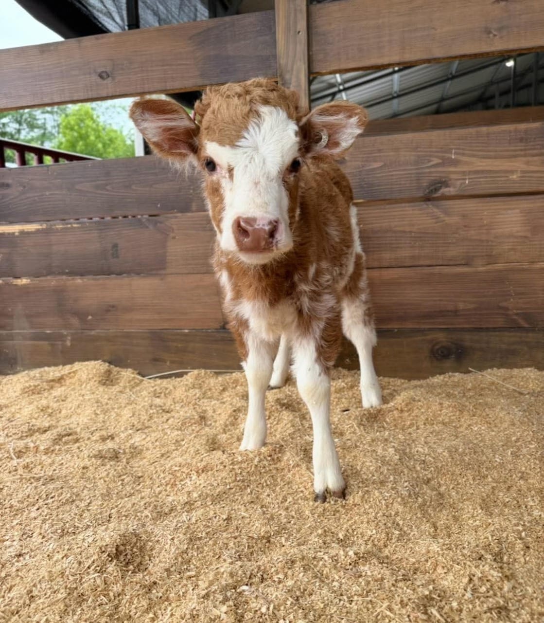 Rosie Mini Highland Heifer 1 Rosie Mini Highland Cows For Sale
