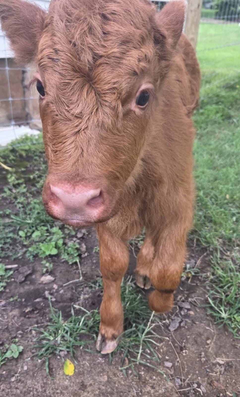 Rusty Mini Highland Bull 2 Rusty Mini Highland Bull