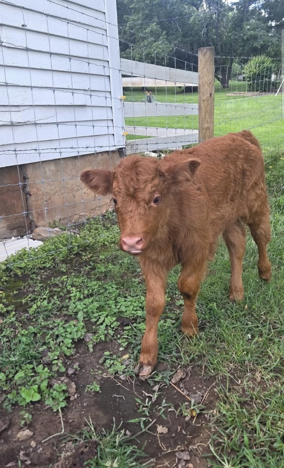 Rusty Mini Highland Bull 1 Rusty Mini Highland Bull