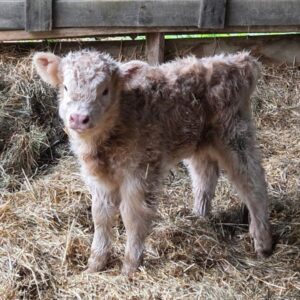 Willow Mini Highland Heifer