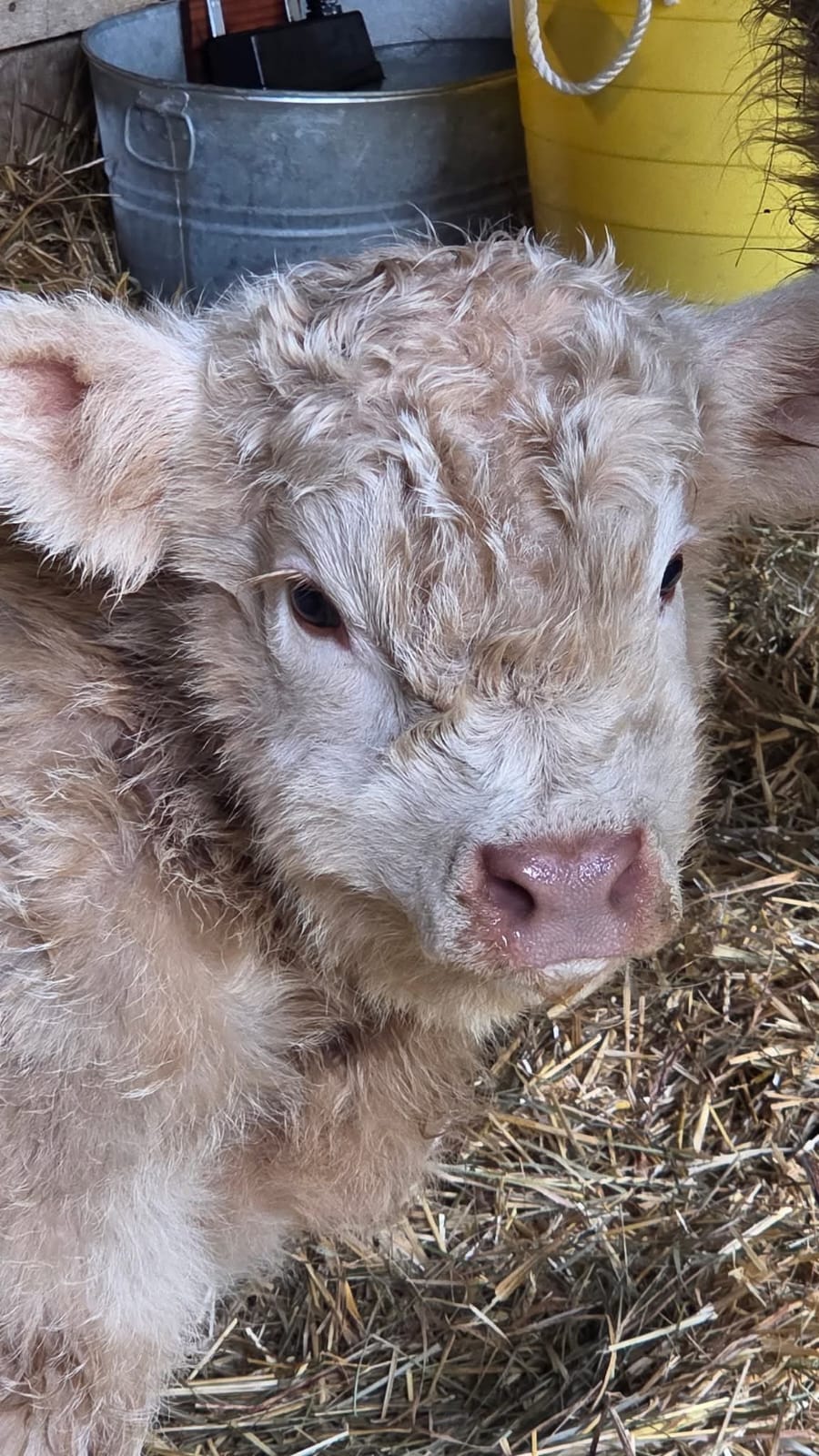 Willow Mini Highland Heifer 2 Willow Mini Highland Heifer