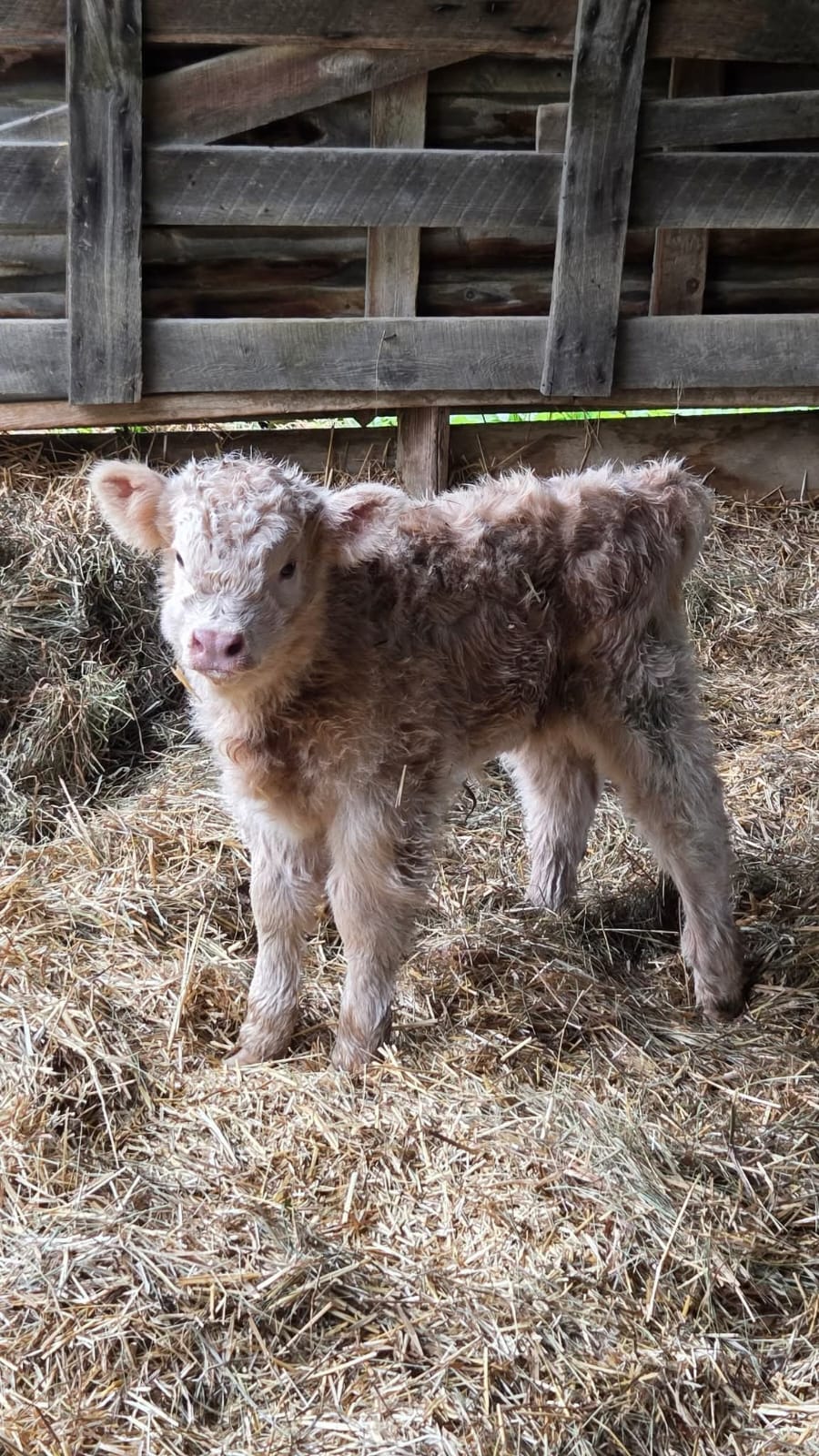 Willow Mini Highland Heifer 1 Willow Mini Highland Heifer