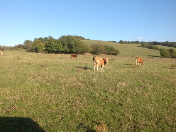 Fattening bulls in Slovakia 2