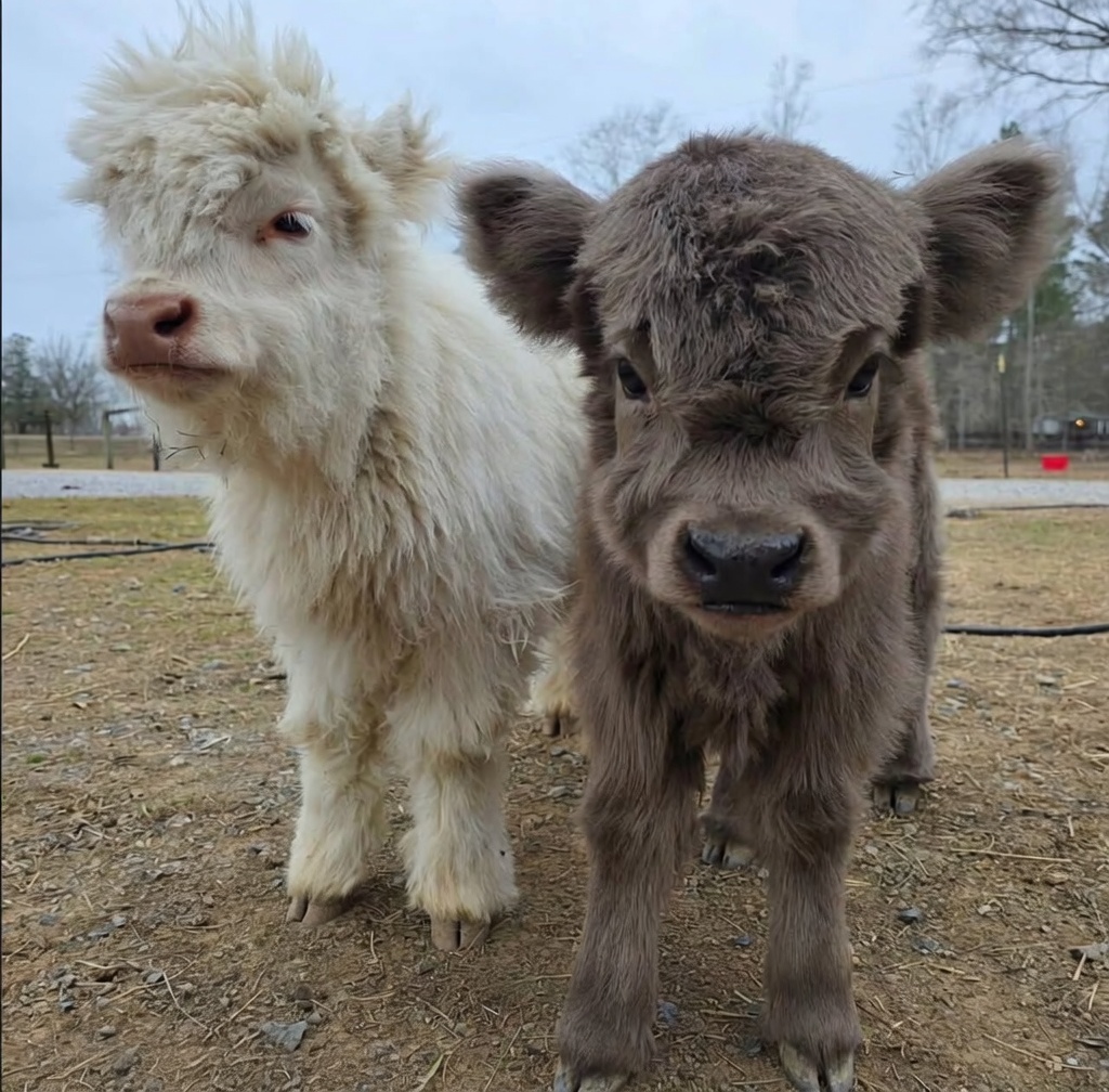 Mini Highland Heifers – Heather & Holly 1 Mini Highland Heifers – Heather & Holly