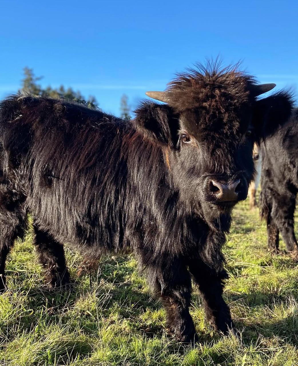 Dustin Mini Highland Cow Bull 1 Dustin Mini Highland Cow Bull